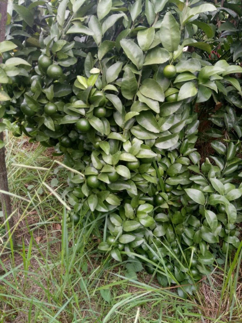 砂糖橘山野葡萄果园出租