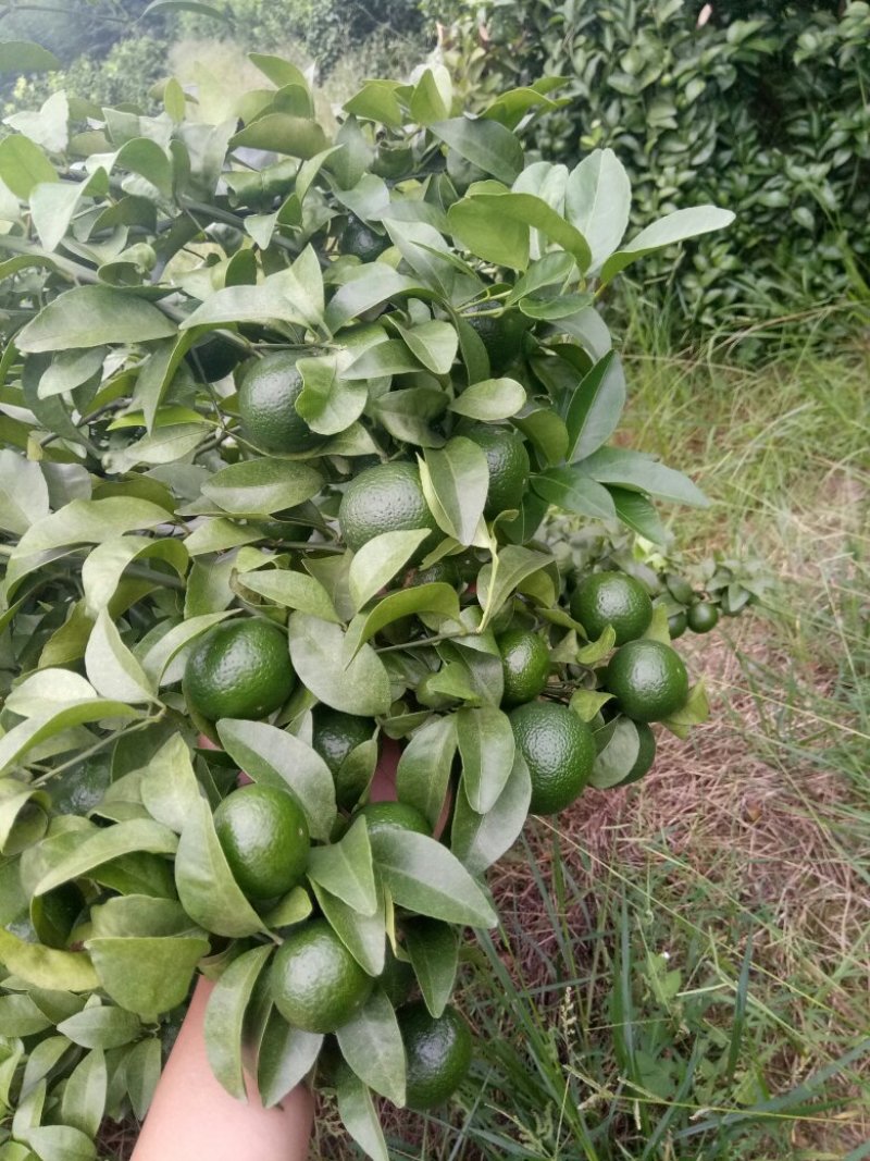 砂糖橘山野葡萄果园出租