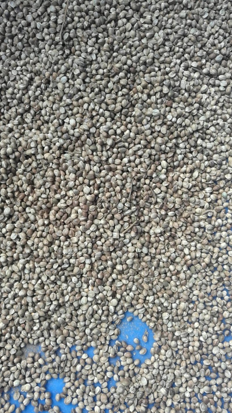 现榨火麻油100%纯，治便秘，抑制幽门螺杆菌