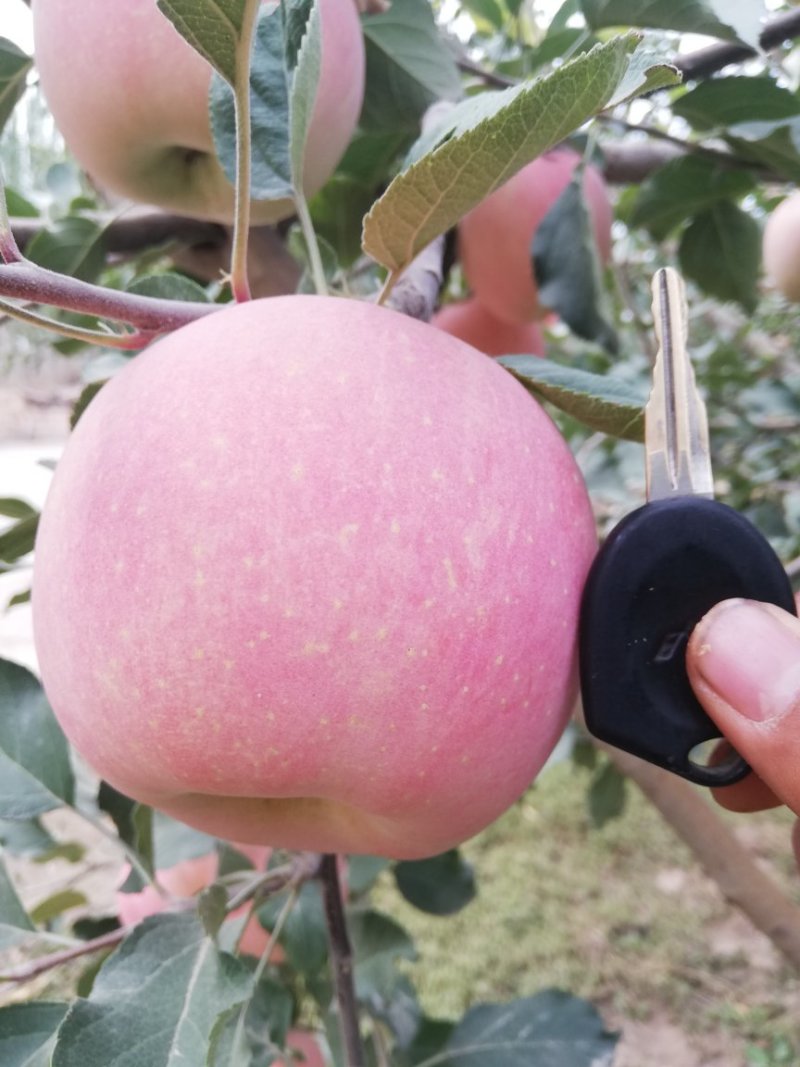 阿克苏糖心苹果新疆苹果【一件代发】欢迎品尝