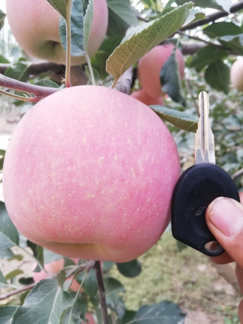 阿克苏糖心苹果新疆苹果【一件代发】欢迎品尝
