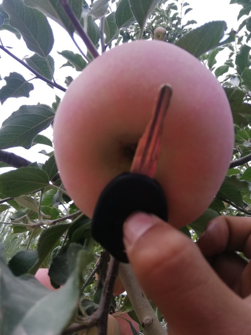 阿克苏糖心苹果新疆苹果【一件代发】欢迎品尝