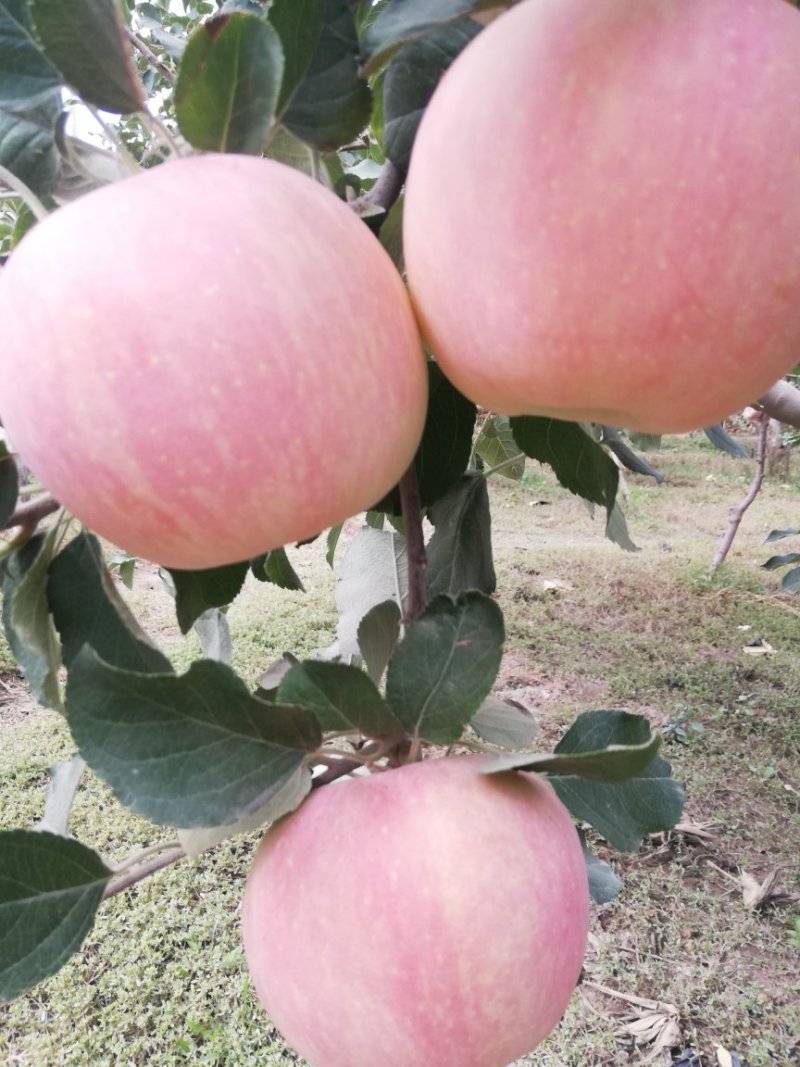阿克苏糖心苹果新疆苹果【一件代发】欢迎品尝