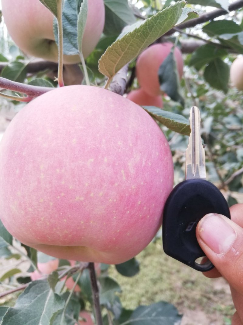 阿克苏糖心苹果新疆苹果【一件代发】欢迎品尝