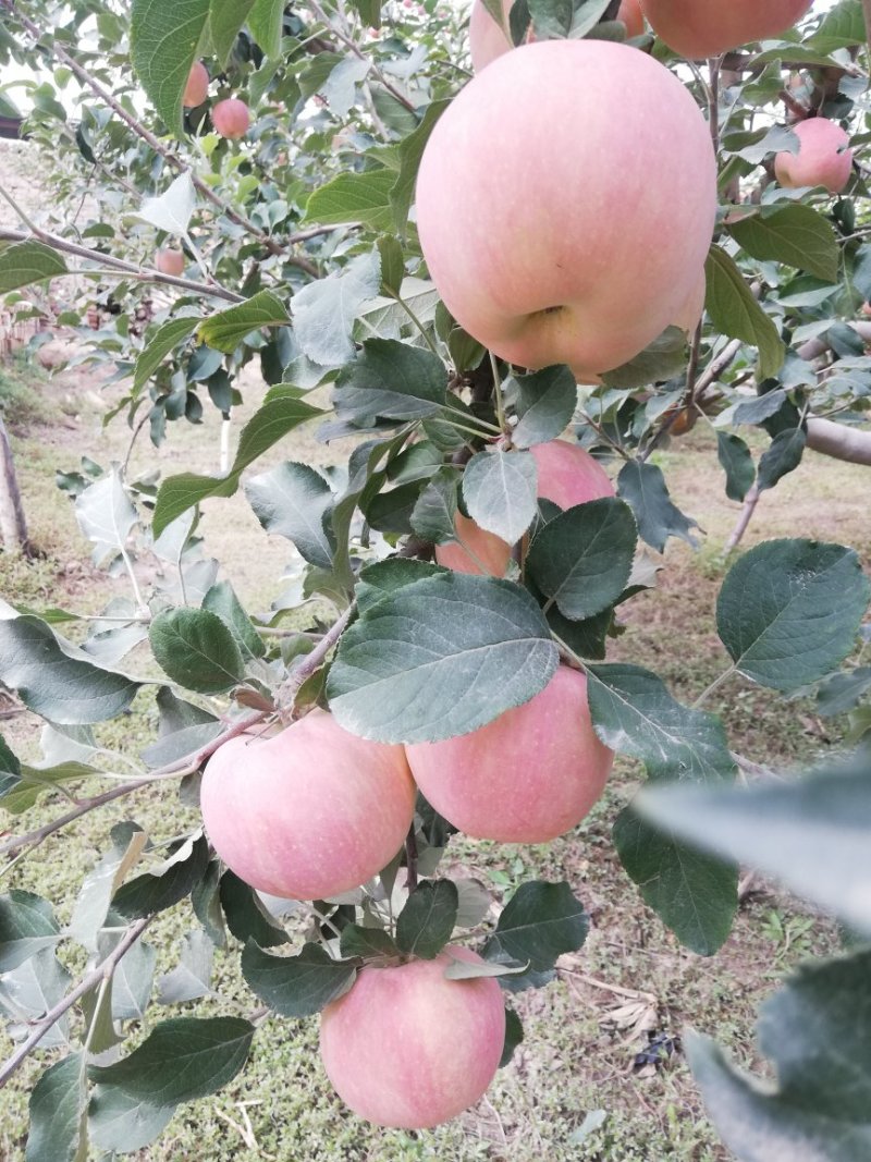 阿克苏糖心苹果新疆苹果【一件代发】欢迎品尝