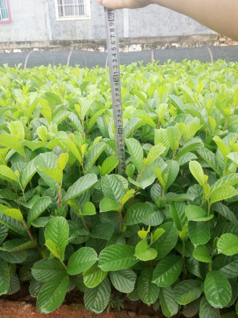 桤木苗（旱冬瓜苗）水东瓜，苗圃直销，证件齐全