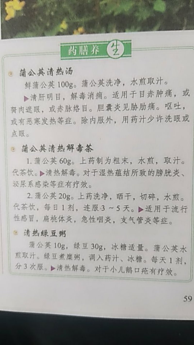 长白山蒲公英茶