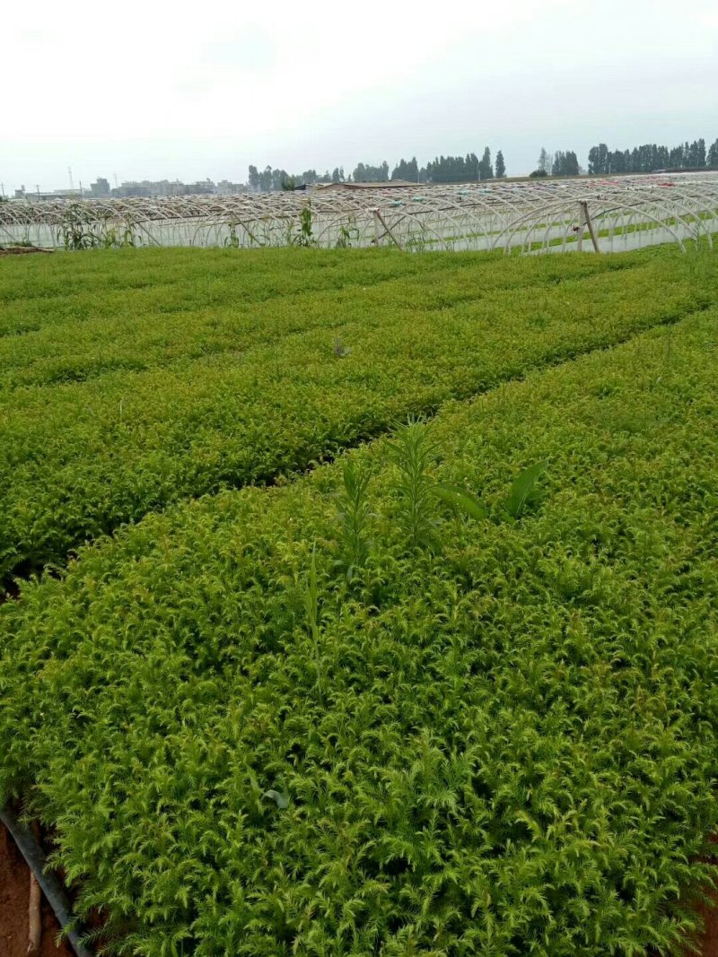 柳杉苗（马尾杉，柳杉）苗圃直销，证件齐全
