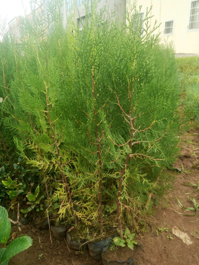 扁柏苗，柏树苗，侧柏，苗圃直销，证件齐全