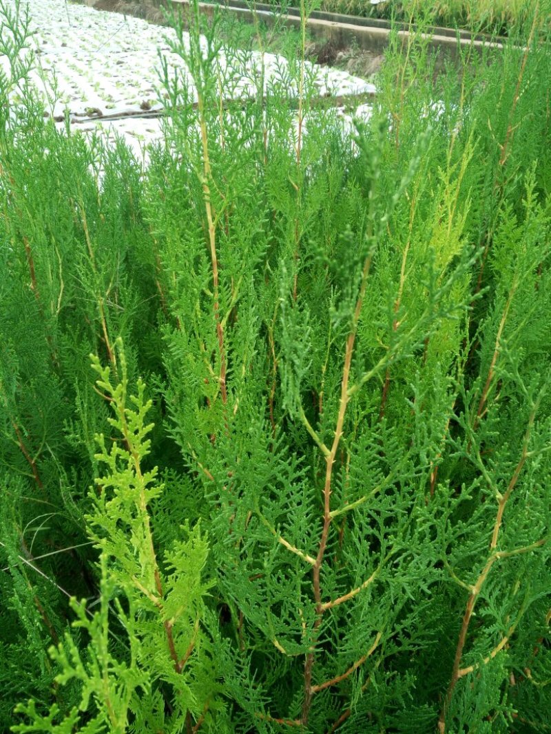 扁柏苗，柏树苗，侧柏，苗圃直销，证件齐全