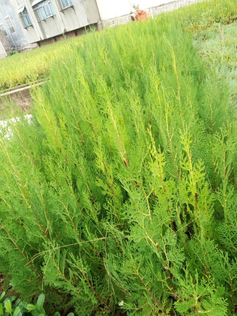 扁柏苗，柏树苗，侧柏，苗圃直销，证件齐全