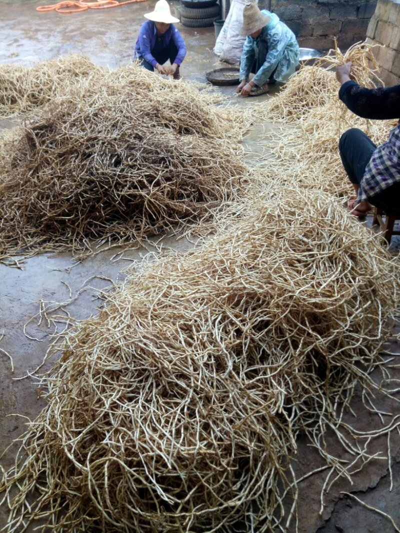 鱼腥草