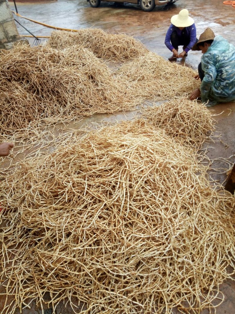 鱼腥草
