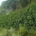 子洲山地杂粮