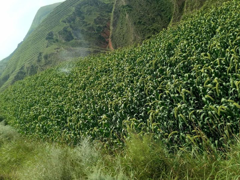 子洲山地杂粮