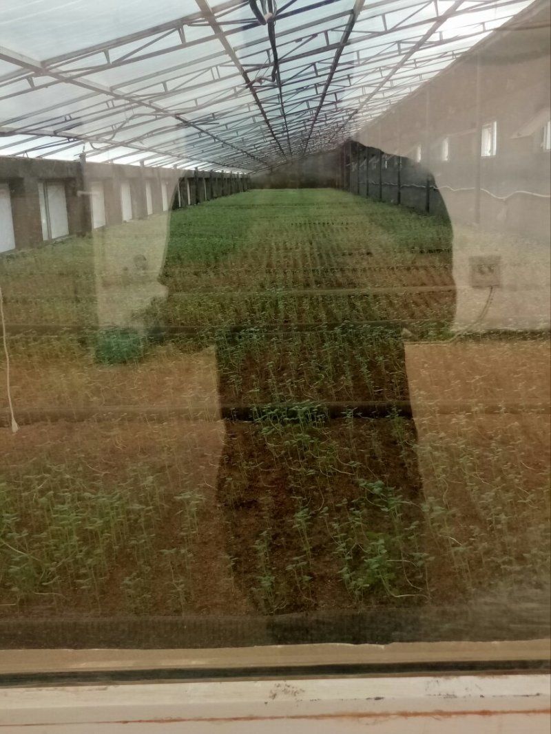 内蒙古优质土豆种薯土豆种子，诚信经营，货源充足全国发货