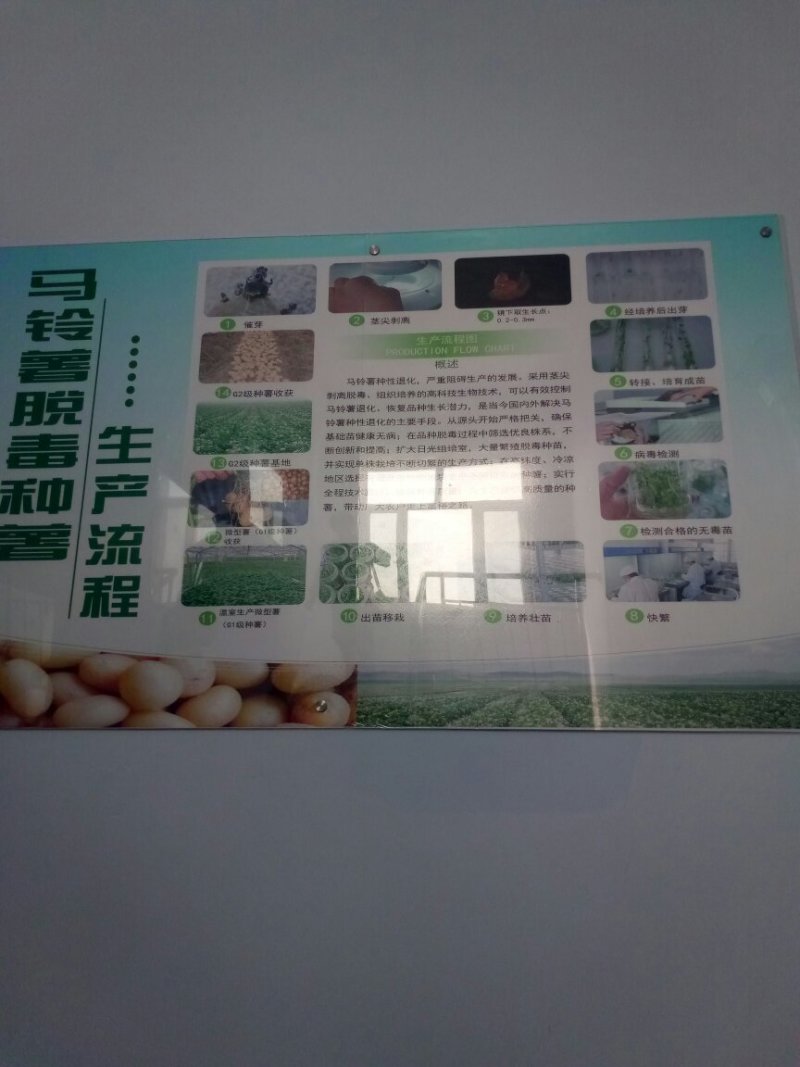 内蒙古优质土豆种薯土豆种子，诚信经营，货源充足全国发货