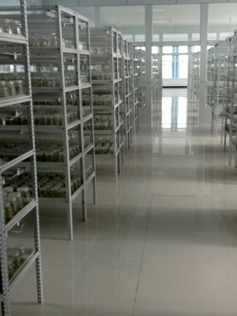 内蒙古优质土豆种薯土豆种子，诚信经营，货源充足全国发货