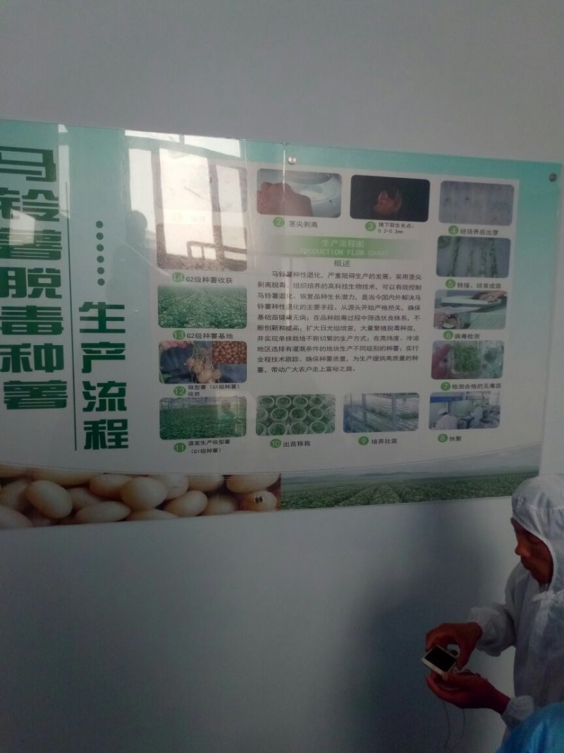 内蒙古优质土豆种薯土豆种子，诚信经营，货源充足全国发货