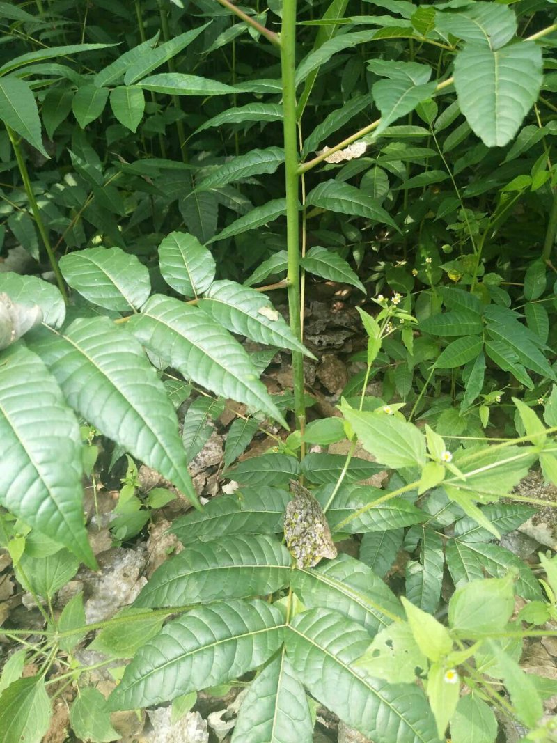 香椿苗