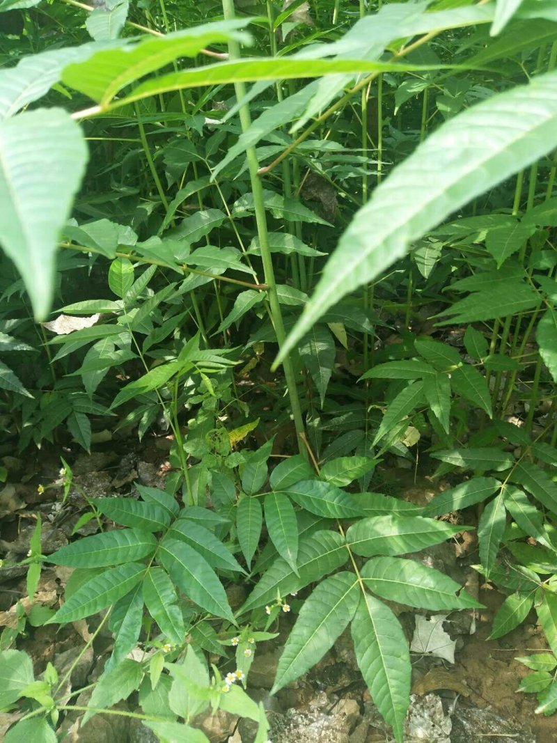 香椿苗
