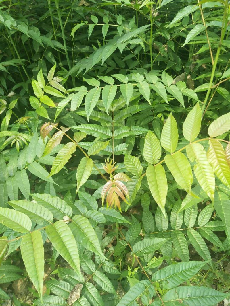 香椿苗