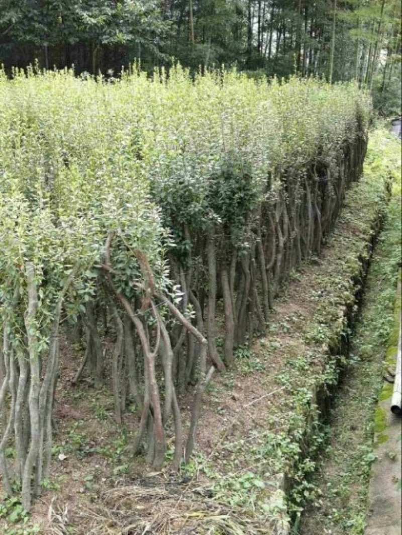 映山红树桩