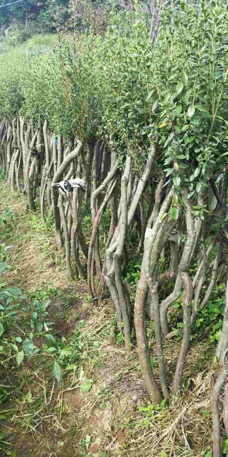 映山红树桩