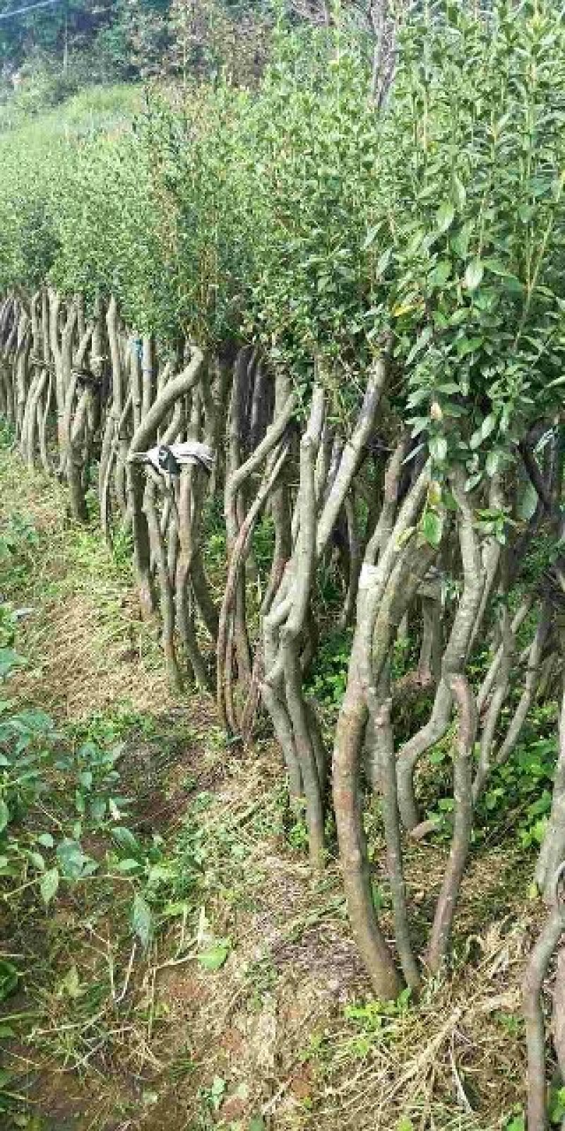 映山红树桩