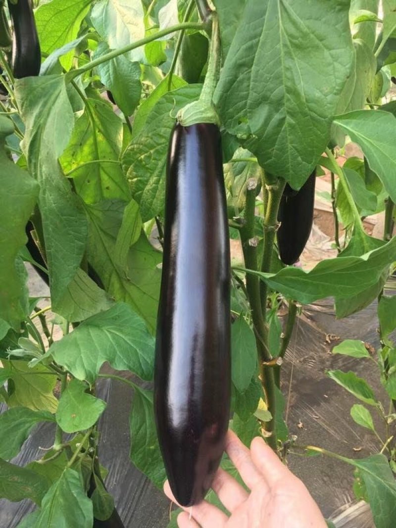茄子苗大龙茄子苗线茄苗烧烤茄苗长茄苗圆茄苗
