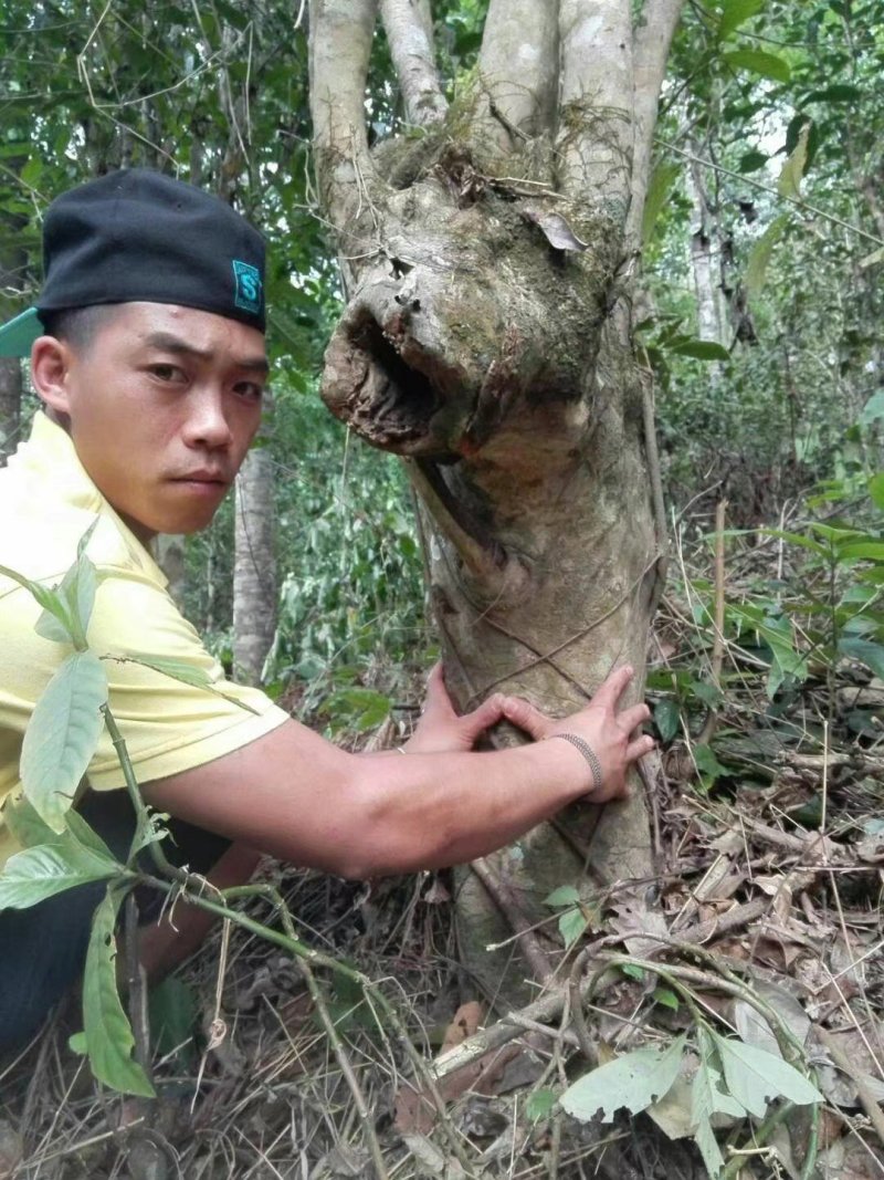 中国普洱茶第一县勐海