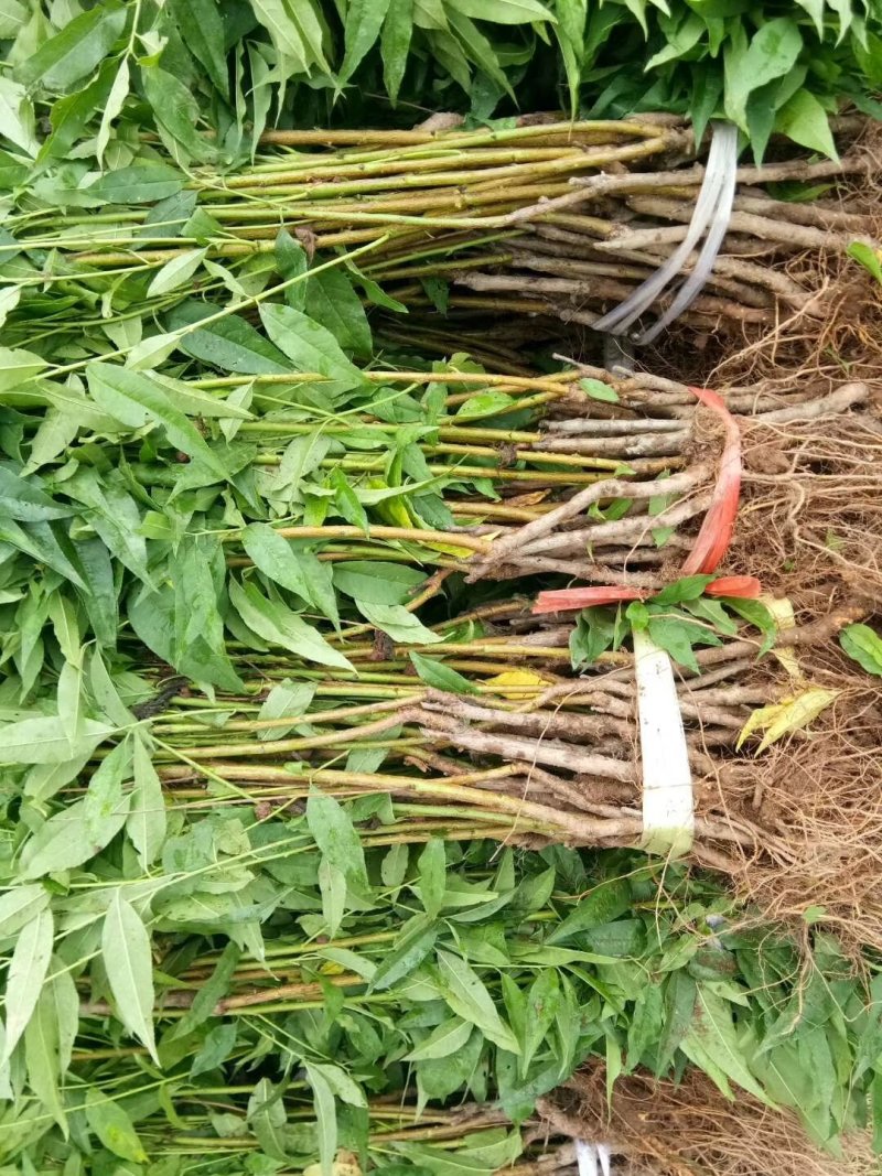 中熟雪桃苗鹰嘴蜜桃，红宝石冬桃都有。