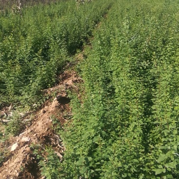 山西,药用连翘苗量大,各种规格的都有,保证质量,诚信经营