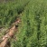 山西,药用连翘苗量大,各种规格的都有,保证质量,诚信经营