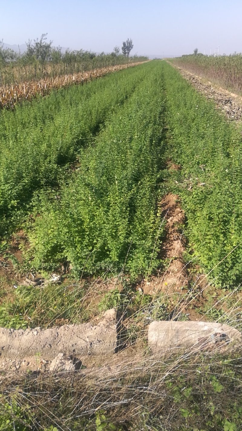 山西，药用连翘苗量大，各种规格的都有，保证质量，诚信经营