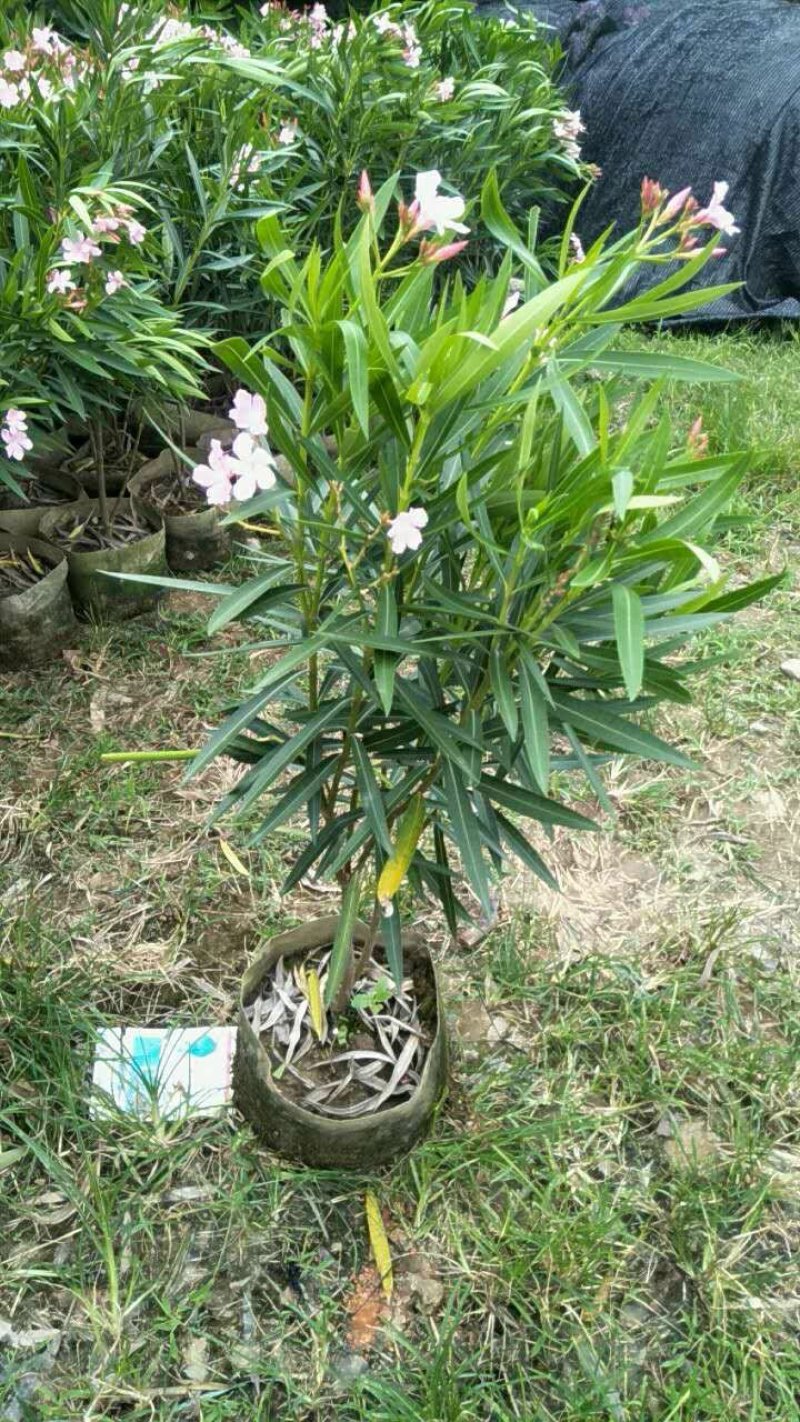 夹竹桃