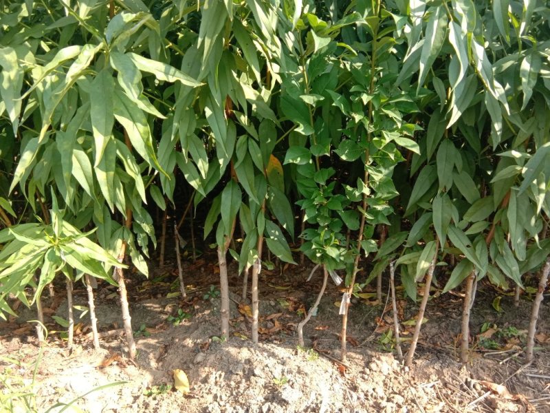 锦绣黄桃苗2年苗