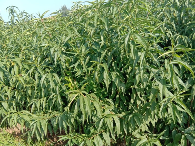 锦绣黄桃苗2年苗