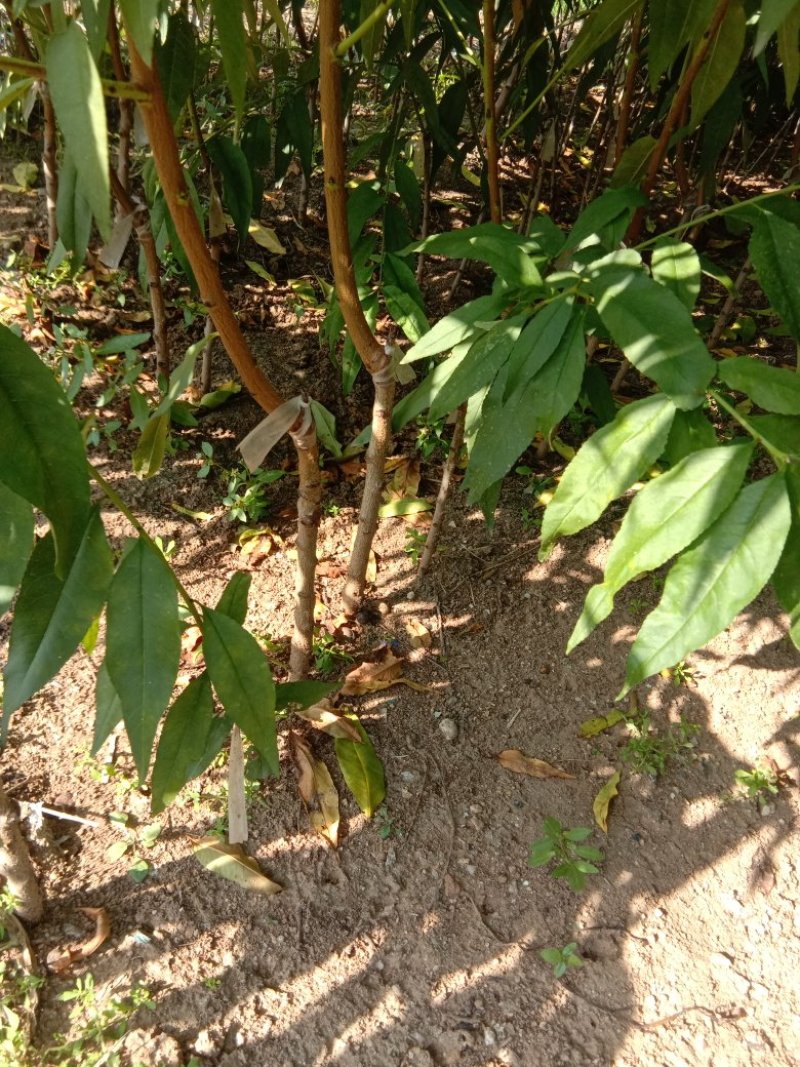 锦绣黄桃苗2年苗