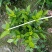 【热销】栀子花绿化花卉基地直供欢迎致电诚信代办