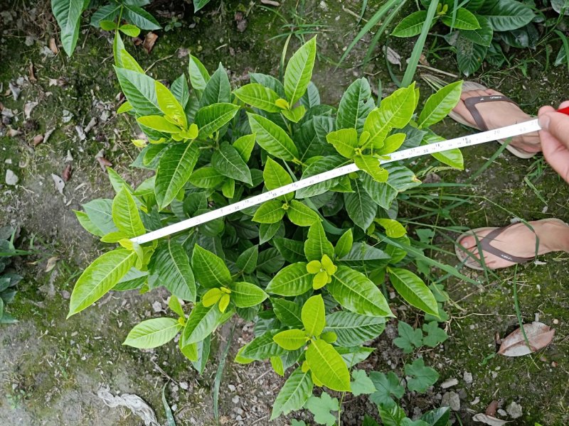 【热销】栀子花绿化花卉基地直供欢迎致电诚信代办