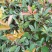 【热销】栀子花绿化花卉基地直供欢迎致电诚信代办