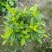 【热销】栀子花绿化花卉基地直供欢迎致电诚信代办