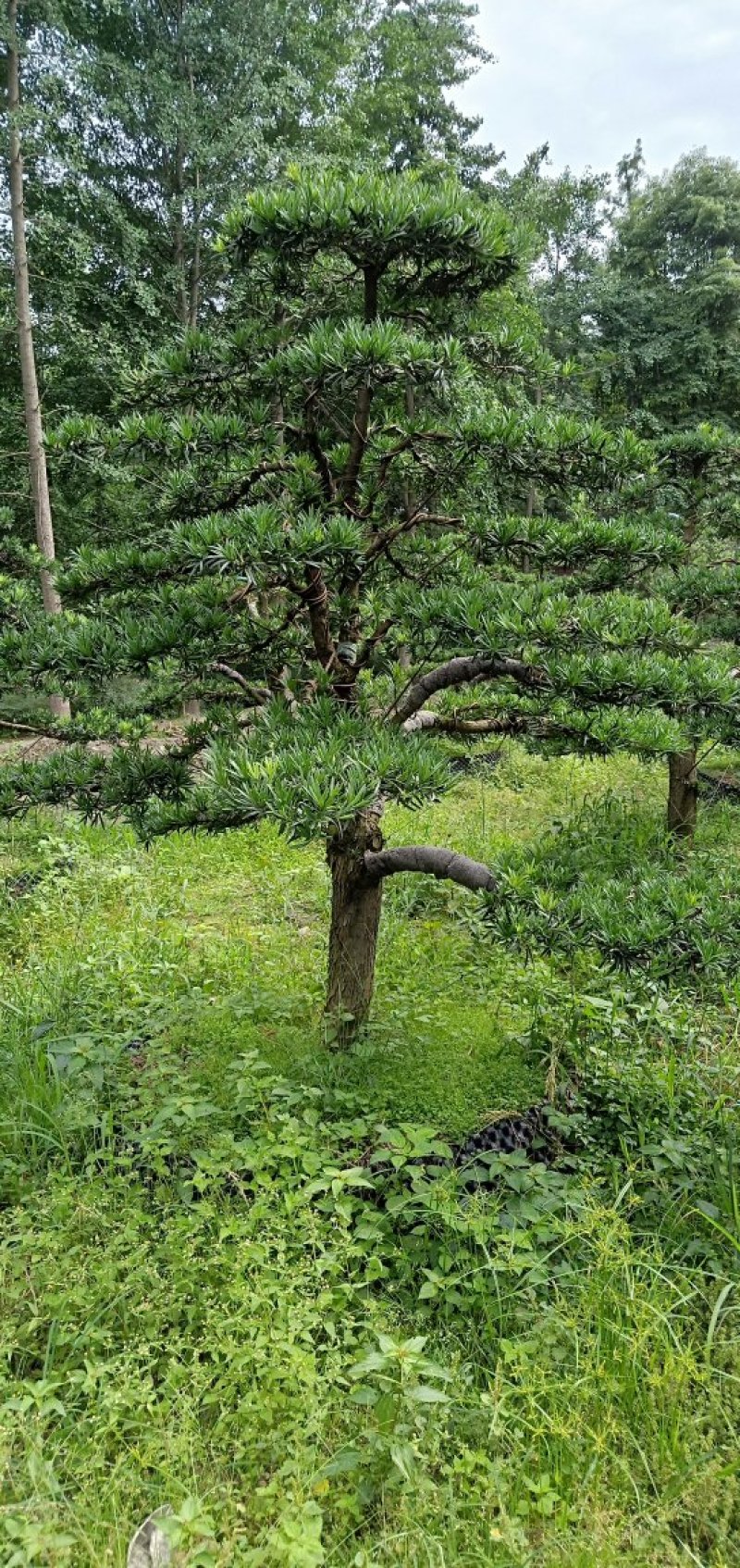 【热销】罗汉松松树地栽盆栽基地直供欢迎致电诚信代办