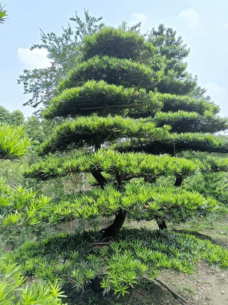 【热销】罗汉松松树地栽盆栽基地直供欢迎致电诚信代办