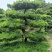 【热销】罗汉松松树地栽盆栽基地直供欢迎致电诚信代办