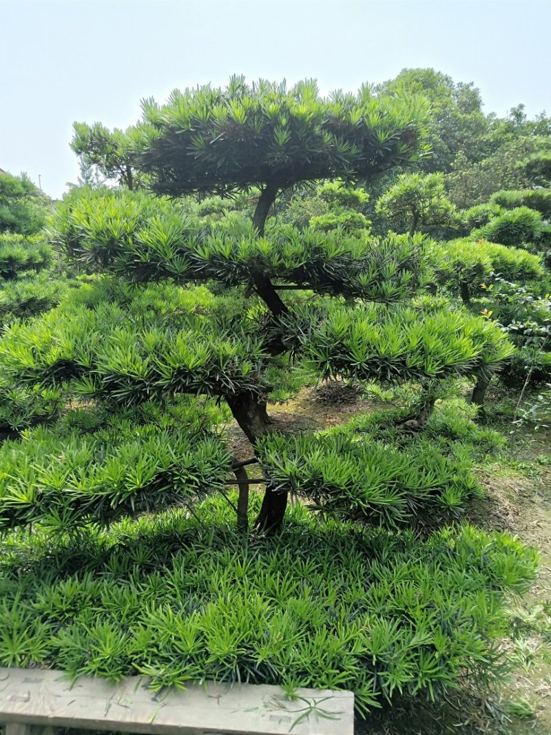 【热销】罗汉松松树地栽盆栽基地直供欢迎致电诚信代办