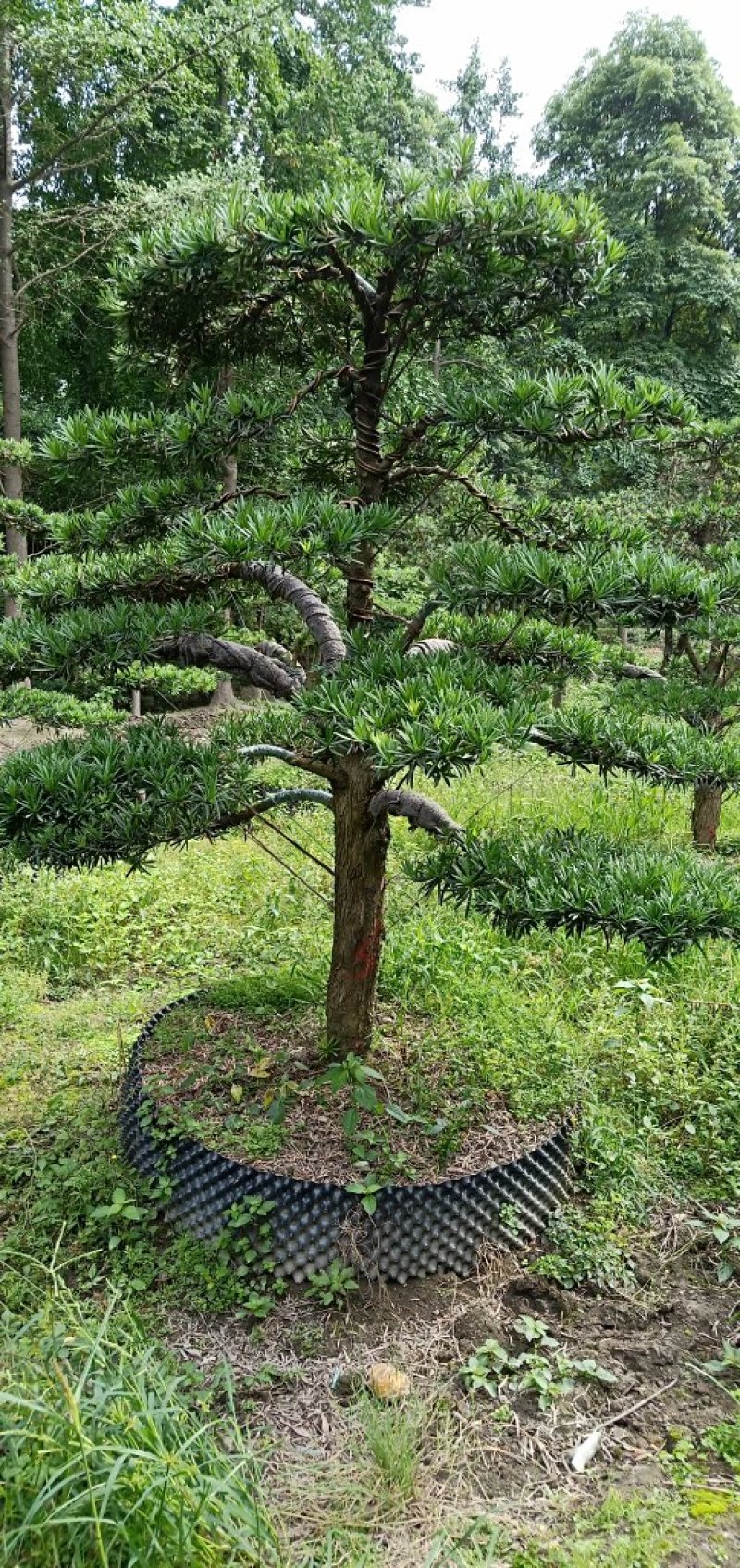 【热销】罗汉松松树地栽盆栽基地直供欢迎致电诚信代办