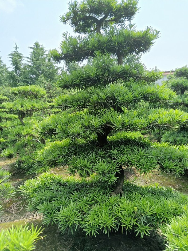 【热销】罗汉松松树地栽盆栽基地直供欢迎致电诚信代办