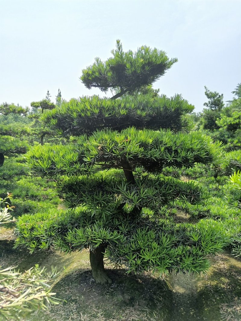 【热销】罗汉松松树地栽盆栽基地直供欢迎致电诚信代办